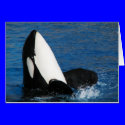 whale cards