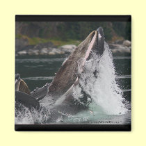 Whale magnets