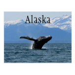 Whale Playtime; Alaska Post Cards