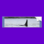 Whale: Resident Orca Whale Killer Whale bumper stickers