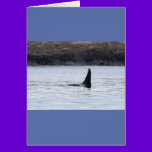 Whale: Resident Orca Whale Killer Whale cards