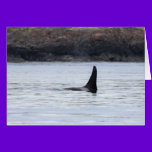 Whale: Resident Orca Whale Killer Whale cards