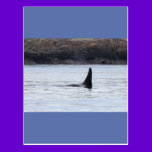 Whale: Resident Orca Whale Killer Whale postcards