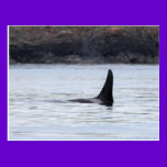 Whale: Resident Orca Whale Killer Whale postcards