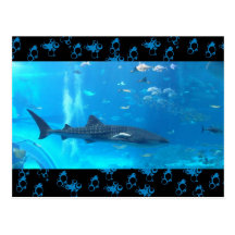 whale shark postcards