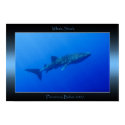 Whale Shark posters