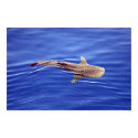 Whale Shark Poster posters by Gilliand_Photo Whale Shark Poster posters