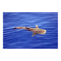 Whale Shark Poster posters by Gilliand_Photo Whale Shark Poster posters