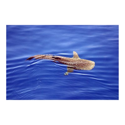 Whale Shark Poster by Gilliand_Photo