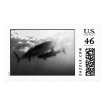 Whale Sharks Isla Mujeres stamps