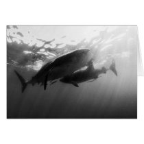 Whale Sharks Notecard cards