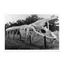Whale Skeleton Alaska 1922 posters