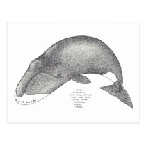 whale songs postcards