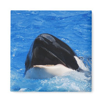 Whale Sounds Magnet
