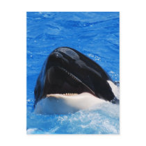 Whale Sounds Postcard