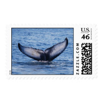 Whale Tail postage by clarson99 Whale Tail postage