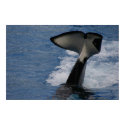 Whale Tail posters
