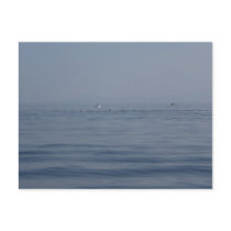 Whale Watching postcards