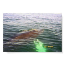 Whale watching posters by mvlosh Whale watching posters