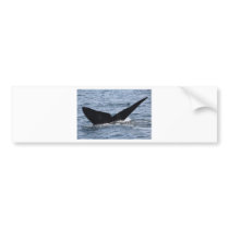 Whale-watching - Southern right whale print Bumper Sticker