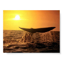 WhaleBeauty posters