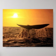 WhaleBeauty print