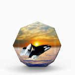 Whales at sunset awards