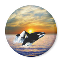 Whales at sunset fridge magnets