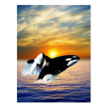 Whales at sunset post card