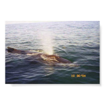 Whale's blowhole posters