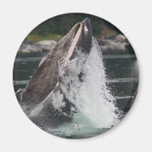 whales fridge magnets