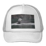 whales hats