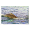 Whale's humpback posters