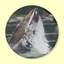 whales magnets