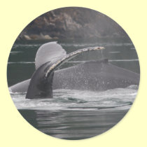 whales stickers