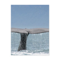 Whale's Tail  Postcard