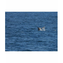 Whales Tails Ocean t-shirts by lifesphere Whales Tails Ocean t-shirts