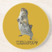 Whasup? Squirrel Coaster
