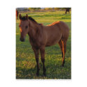 What A Beautiful Morning In Wickenburg postcards