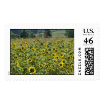 what a beauty postage