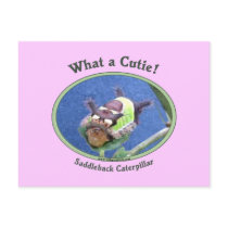 What A Cutie Bug Post Cards