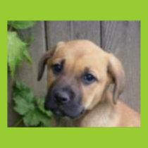 What a cutie! poster posters
