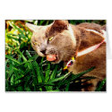 WHAT A FACE! cards by Chriscat WHAT A FACE! cards