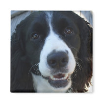 What a face Magnet by elaineinalaska What a face Magnet