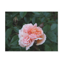 What a Peach 024 Post Cards