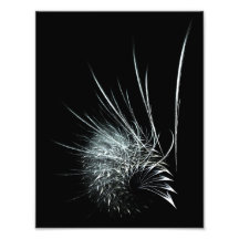 "What a tangled web we weave" Art Photo