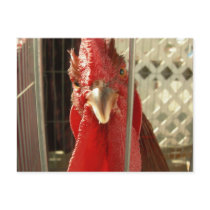 What are you lookin' at?? postcards