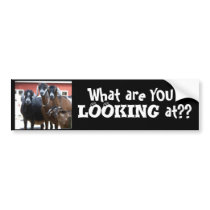 "What are YOU looking at??" Bumper Sticker bumper stickers