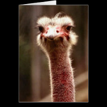 What are you looking at? cards