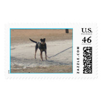 What are you looking at? postage
